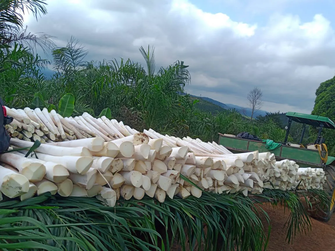 Hastes de pupunha colhidas na carroceria, com a serra ao fundo