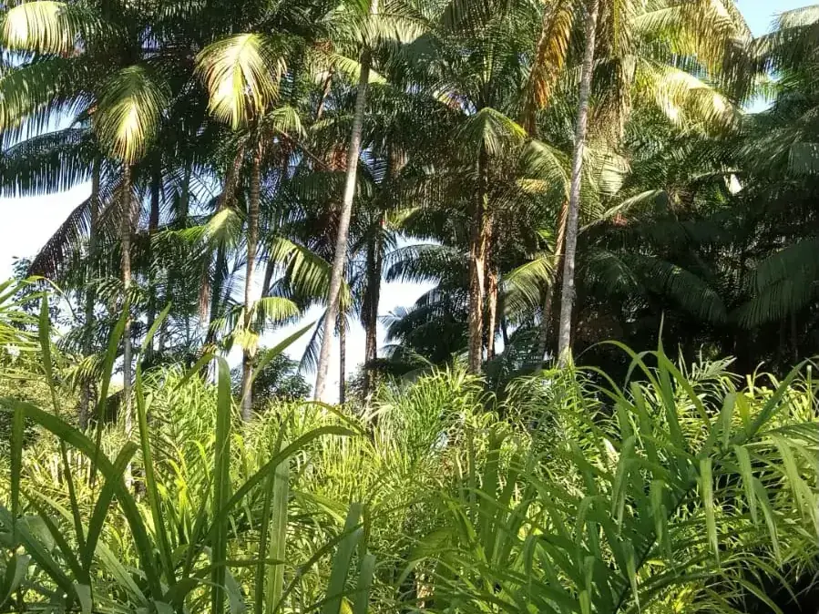 Palmeiras de pupunha cultivadas na fazenda da Santa Bárbara